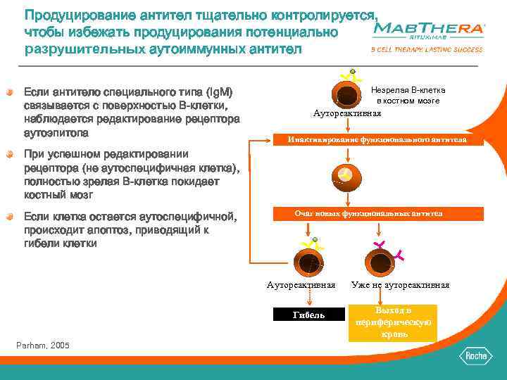 Продуцирование антител тщательно контролируется, чтобы избежать продуцирования потенциально разрушительных аутоиммунных антител Если антитело специального