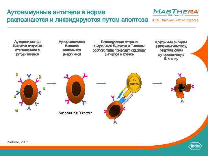 Аутоиммунные антитела в норме распознаются и ликвидируются путем апоптоза Аутореактивная B-клетка впервые сталкивается с