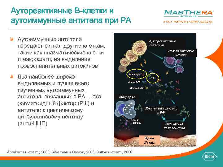 Аутореактивные B-клетки и аутоиммунные антитела при РА Аутоиммунные антитела передают сигнал другим клеткам, таким