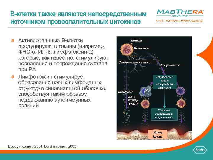 B-клетки также являются непосредственным источником провоспалительных цитокинов Активированные B-клетки продуцируют цитокины (например, ФНО-α, ИЛ-6,