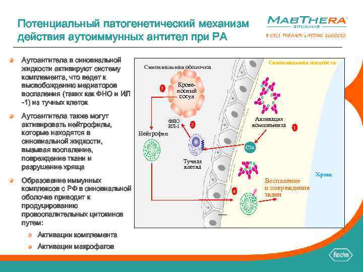 Потенциальный патогенетический механизм действия аутоиммунных антител при РА Аутоантитела в синовиальной жидкости активируют систему