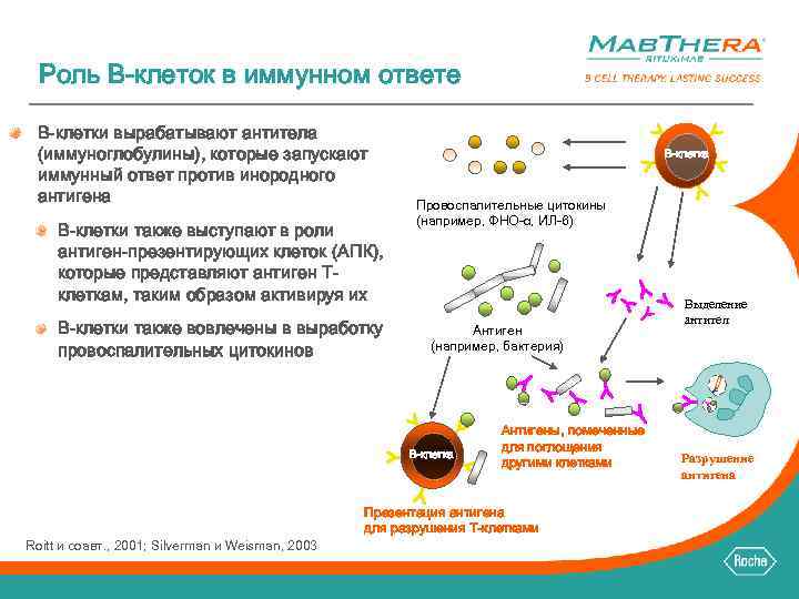 Роль B-клеток в иммунном ответе B-клетки вырабатывают антитела (иммуноглобулины), которые запускают иммунный ответ против