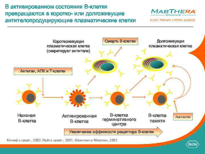 В активированном состоянии B-клетки превращаются в коротко- или долгоживущие антителопродуцирующие плазматические клетки Короткоживущая плазматическая