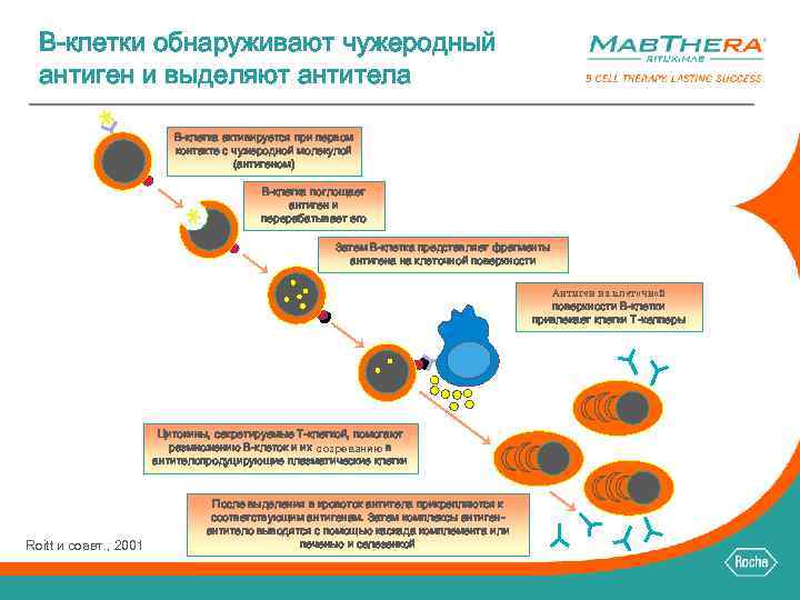 B-клетки обнаруживают чужеродный антиген и выделяют антитела B-клетка активируется при первом контакте с чужеродной