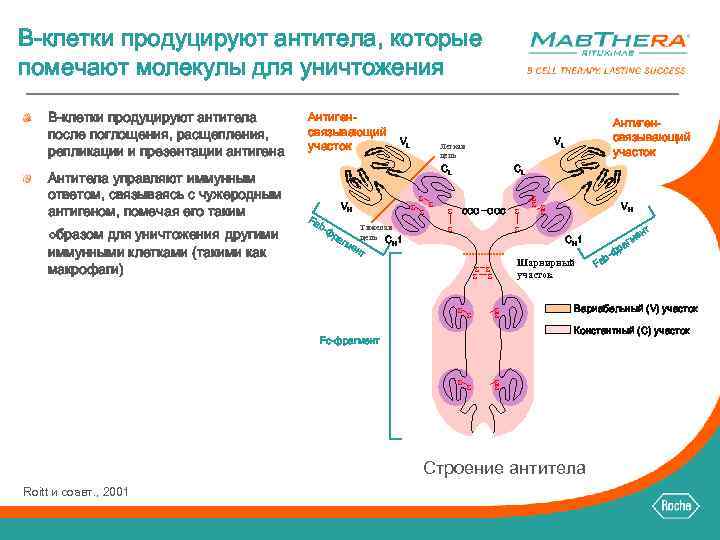 B-клетки продуцируют антитела, которые помечают молекулы для уничтожения B-клетки продуцируют антитела после поглощения, расщепления,