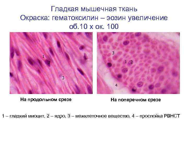 Какими буквами обозначены изображения гладкой мышечной ткани впр по биологии