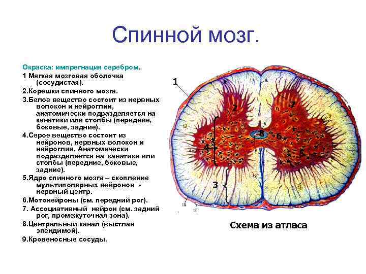 Спинальный ганглий рисунок