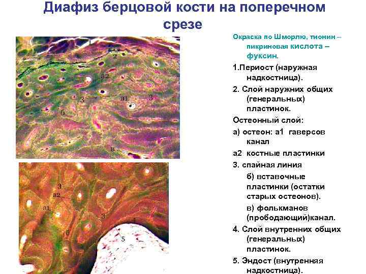 Диафиз берцовой кости на поперечном срезе Окраска по Шморлю, тионин – пикриновая кислота –