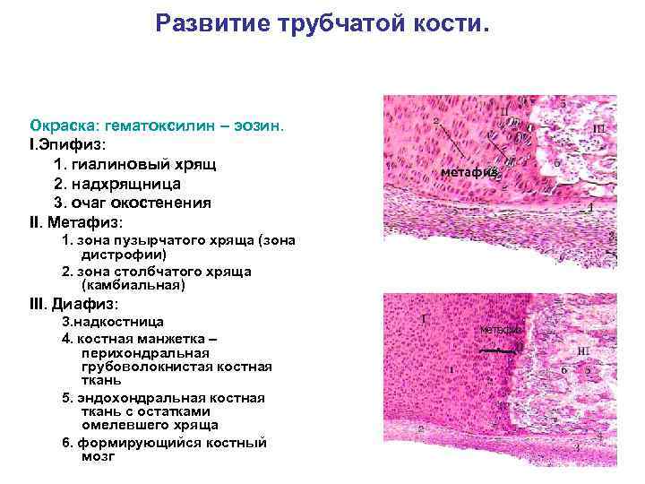 Развитие трубчатой кости. Окраска: гематоксилин – эозин. I. Эпифиз: 1. гиалиновый хрящ 2. надхрящница