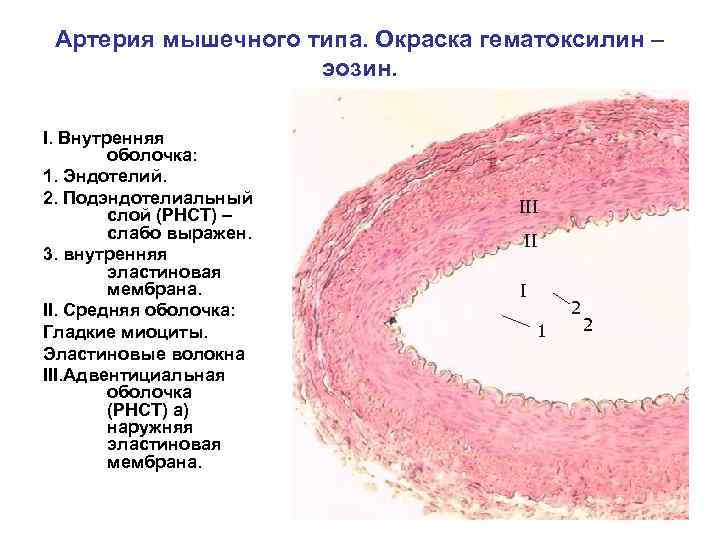 Артерия мышечного типа. Окраска гематоксилин – эозин. I. Внутренняя оболочка: 1. Эндотелий. 2. Подэндотелиальный