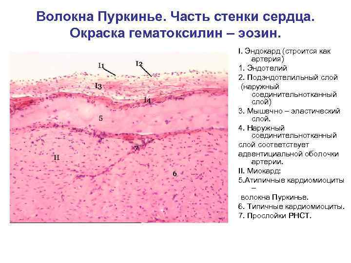 Губа ребенка препарат гистология рисунок с подписями