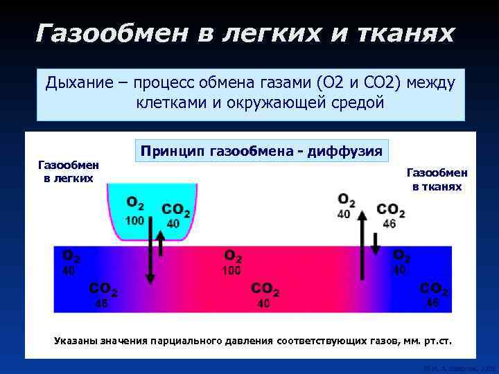 Газообмен в легких и тканях Дыхание – процесс обмена газами (О 2 и СО