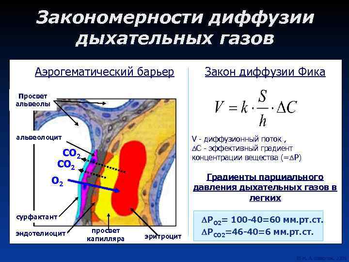 Закономерности диффузии дыхательных газов Аэрогематический барьер Закон диффузии Фика Просвет альвеолы альвеолоцит V -