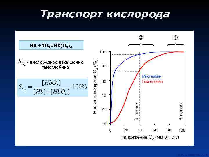 Транспорт кислорода Hb +4 O 2=Hb(O 2)4 - кислородное насыщение гемоглобина 