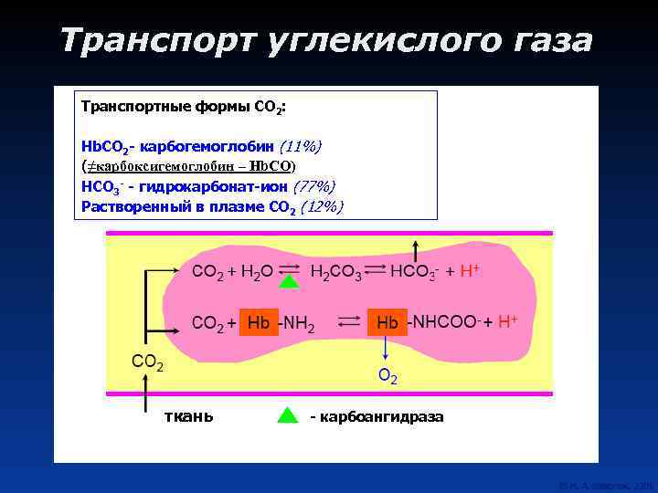 Транспорт углекислого газа Транспортные формы СО 2: Hb. CO 2 - карбогемоглобин (11%) (≠карбоксигемоглобин