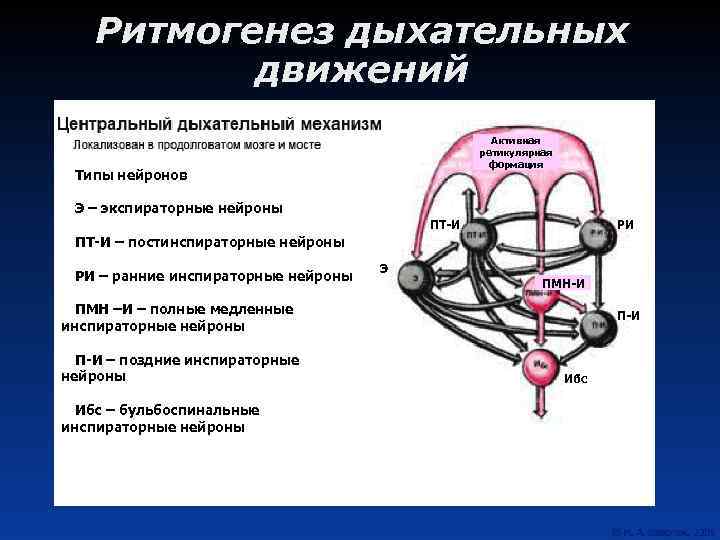 Ритмогенез дыхательных движений Активная ретикулярная формация Типы нейронов Э – экспираторные нейроны ПТ-И РИ