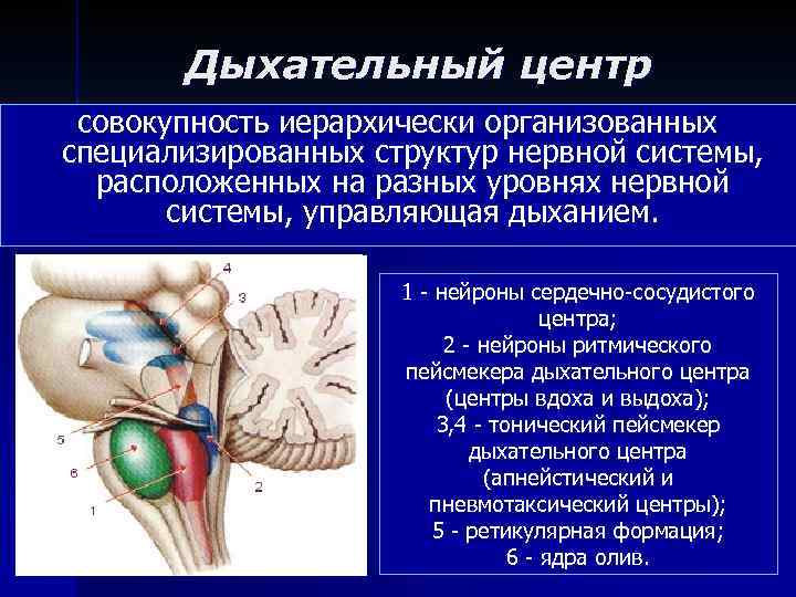 Дыхательный центр расположен