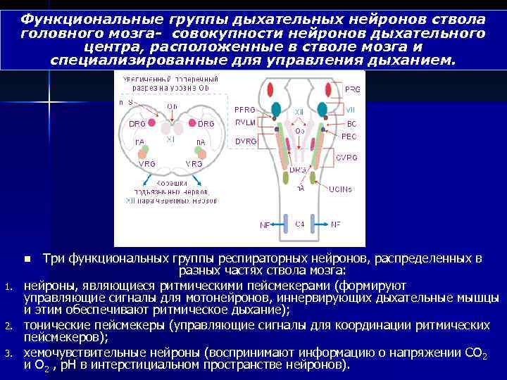 Функциональные группы дыхательных нейронов ствола головного мозга- совокупности нейронов дыхательного центра, расположенные в стволе