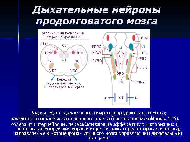 Дыхательные нейроны продолговатого мозга Задняя группа дыхательных нейронов продолговатого мозга; находится в составе ядра