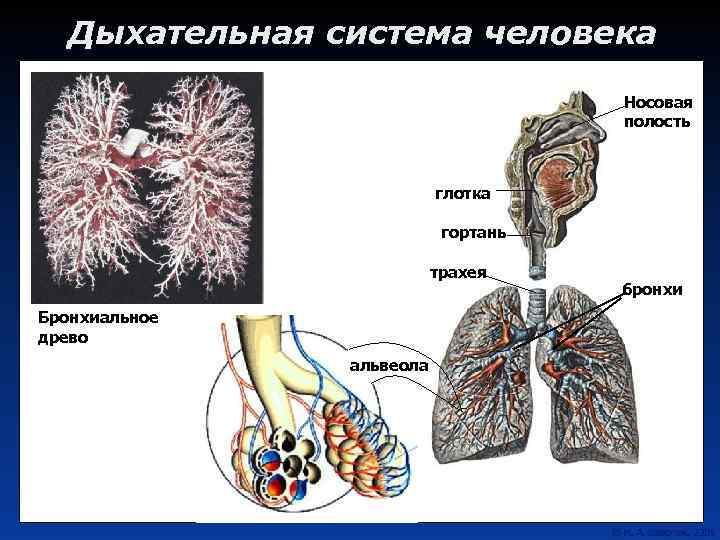 Дыхательная система человека Носовая полость глотка гортань трахея Бронхиальное древо альвеола бронхи 