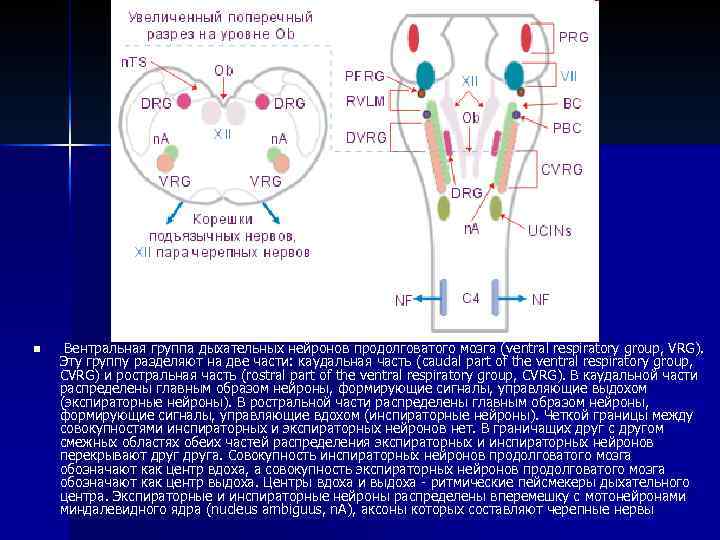 n Вентральная группа дыхательных нейронов продолговатого мозга ( ventral respiratory group, VRG). Эту группу