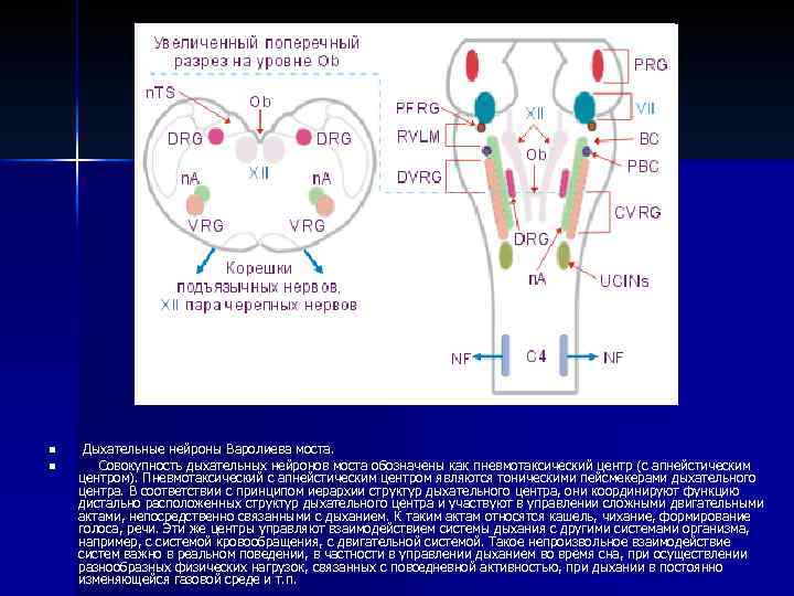 n n Дыхательные нейроны Варолиева моста. Совокупность дыхательных нейронов моста обозначены как пневмотаксический центр