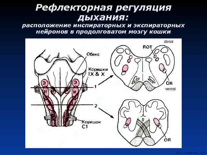 Рефлекторная регуляция дыхания: расположение инспираторных и экспираторных нейронов в продолговатом мозгу кошки dorsal ventral