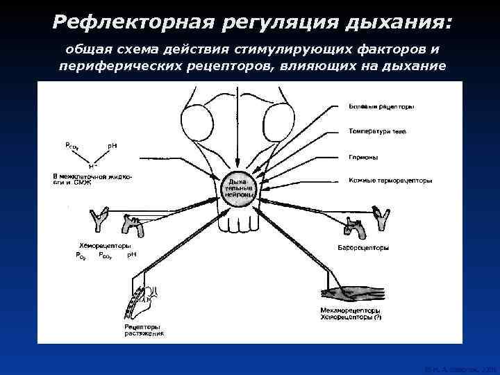 Рефлекторная регуляция дыхания: общая схема действия стимулирующих факторов и периферических рецепторов, влияющих на дыхание