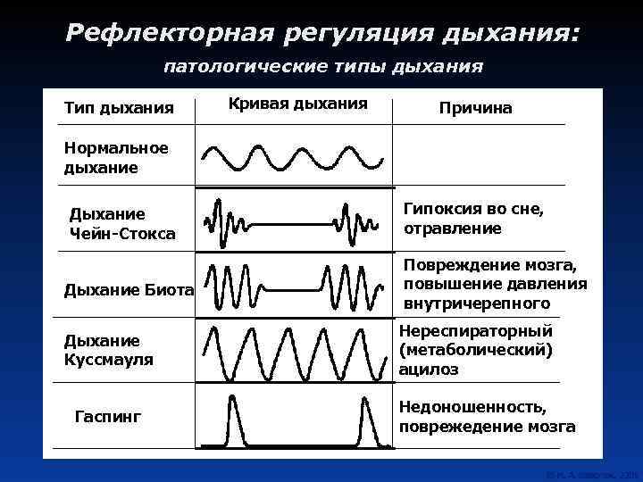 Рефлекторная регуляция дыхания: патологические типы дыхания Тип дыхания Кривая дыхания Причина Нормальное дыхание Дыхание