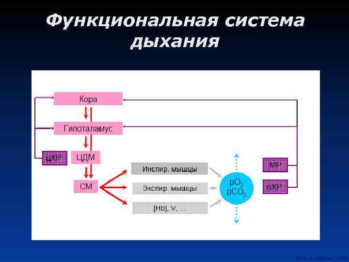 Функциональная система дыхания 