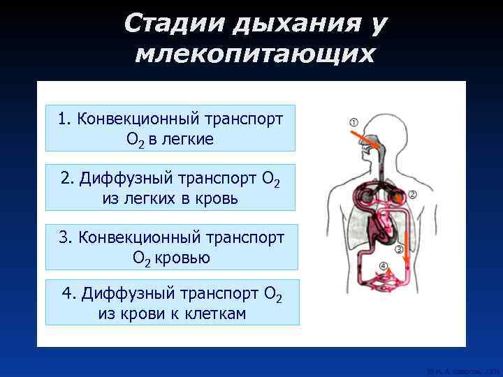 Стадии дыхания у млекопитающих 1. Конвекционный транспорт О 2 в легкие 2. Диффузный транспорт