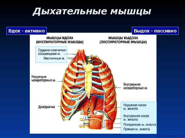 Дыхательные мышцы Вдох - активно Выдох - пассивно 