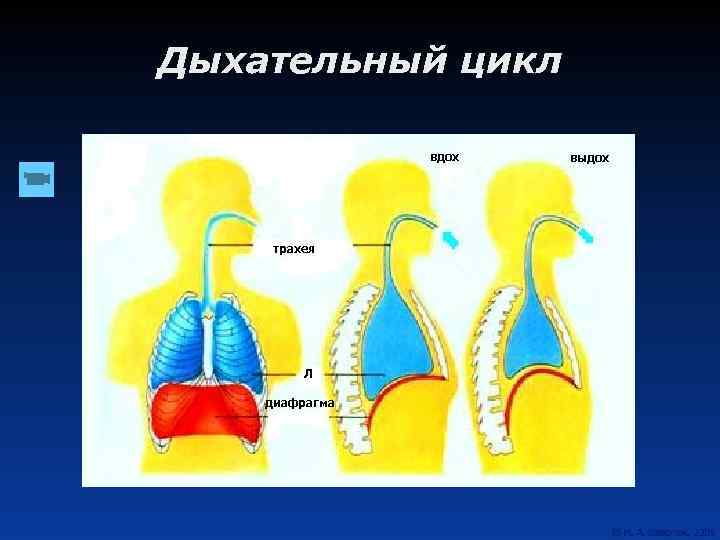 Дыхательный цикл вдох трахея Л диафрагма выдох 