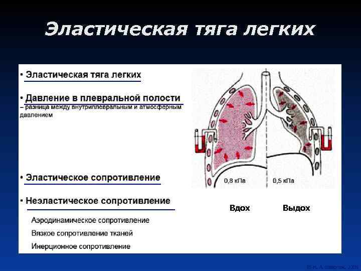 Легочное дыхание процесс