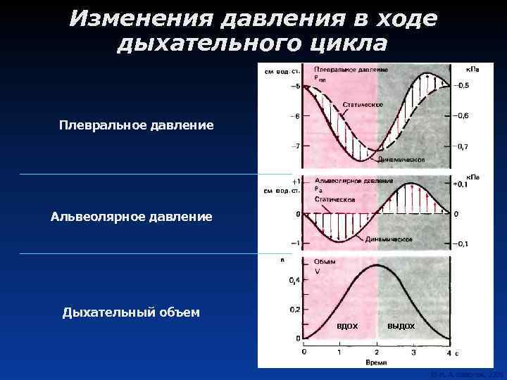 Изменения давления в ходе дыхательного цикла Плевральное давление Альвеолярное давление Дыхательный объем вдох выдох