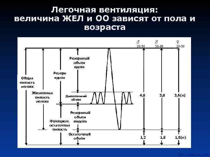 Легочная вентиляция составляет