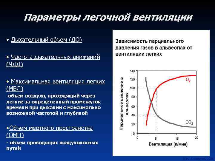 Параметры легочной вентиляции • Дыхательный объем (ДО) • Частота дыхательных движений (ЧДД) • Максимальная