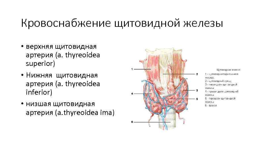 Кровоснабжение щитовидной железы схема