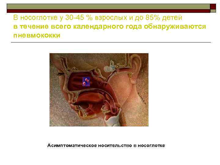 В носоглотке у 30 45 % взрослых и до 85% детей в течение всего