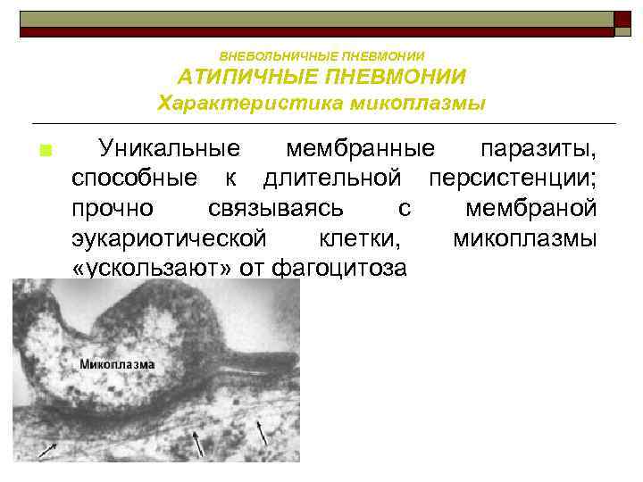 ВНЕБОЛЬНИЧНЫЕ ПНЕВМОНИИ АТИПИЧНЫЕ ПНЕВМОНИИ Характеристика микоплазмы ■ Уникальные мембранные паразиты, способные к длительной персистенции;