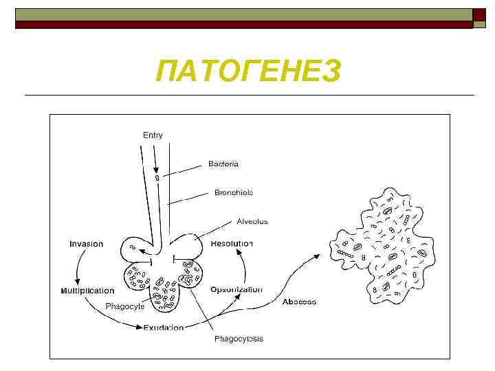 ПАТОГЕНЕЗ 