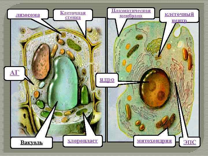 лизосома Клеточная стенка АГ Плазматическая мембрана клеточный центр ядро Вакуоль хлоропласт митохондрия ЭПС 