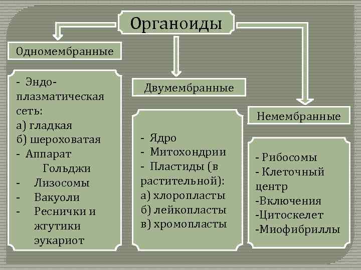 Одномембранный органоид наличие крист