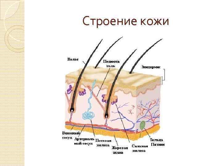 Строение кожи 