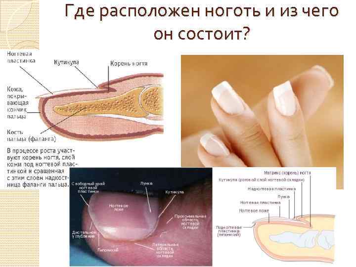 Где находится ногтевое ложе фото