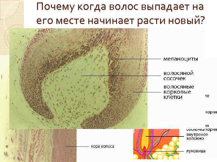 Почему когда волос выпадает на его месте начинает расти новый? 