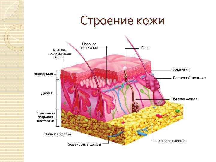 Строение кожи 