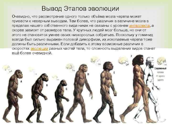  Вывод Этапов эволюции Очевидно, что рассмотрение одного только объёма мозга черепа может привести