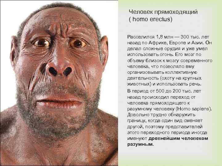 Человек прямоходящий ( homo erectus) Расселился 1, 8 млн — 300 тыс. лет назад