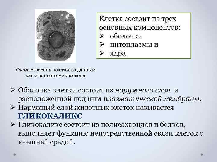 Клетка состоит из трех основных компонентов: Ø оболочки Ø цитоплазмы и Ø ядра Схема